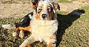 Kouma participe au concours pour gagner de l'argent avec cette photo : dog, australian_shepherd, grass, chew_stick, outdoor, sunlight, pet, animal, canine, fur, laying_down, nature, backyard, shadow, ears, nose, eyes, paws, relaxed, daytime