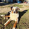 dog, australian_shepherd, grass, chew_stick, outdoor, sunlight, pet, animal, canine, fur, laying_down, nature, backyard, shadow, ears, nose, eyes, paws, relaxed, daytime
