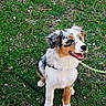 dog, puppy, australian_shepherd, grass, leash, outdoor, pet, animal, cute, fur, canine, playful, smiling, sitting, nature, young, ears, mouth_open, tongue, collar