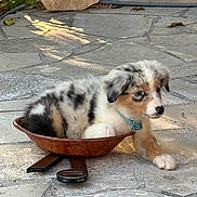 Kouma participe au concours pour gagner de l'argent avec cette photo : puppy, dog, wooden_bowl, stone_patio, outdoor, sunlight, collar, multicolored, cute, pet, animal, fur, small, resting, sitting, young, domestic, companion, playful, curious