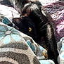 animal, bed, black_cat, blanket, cat, comfort, cozy, domestic_animal, feline, fur, indoor, pet, quilt, relaxing, resting, soft_texture, stretching, sunlight, whiskers, yellow_eyes