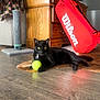 Nyx is registered to the contest to win money with this photo: black_cat, cat_toy, domestic_cat, floor_mat, furniture, home_interior, indoor, pet, pet_accessory, playful_pet, red_bag, relaxing_cat, scratching_post, shadow, sunlight, tennis_ball, wilson, wooden_cabinet, wooden_floor, yellow_eyes