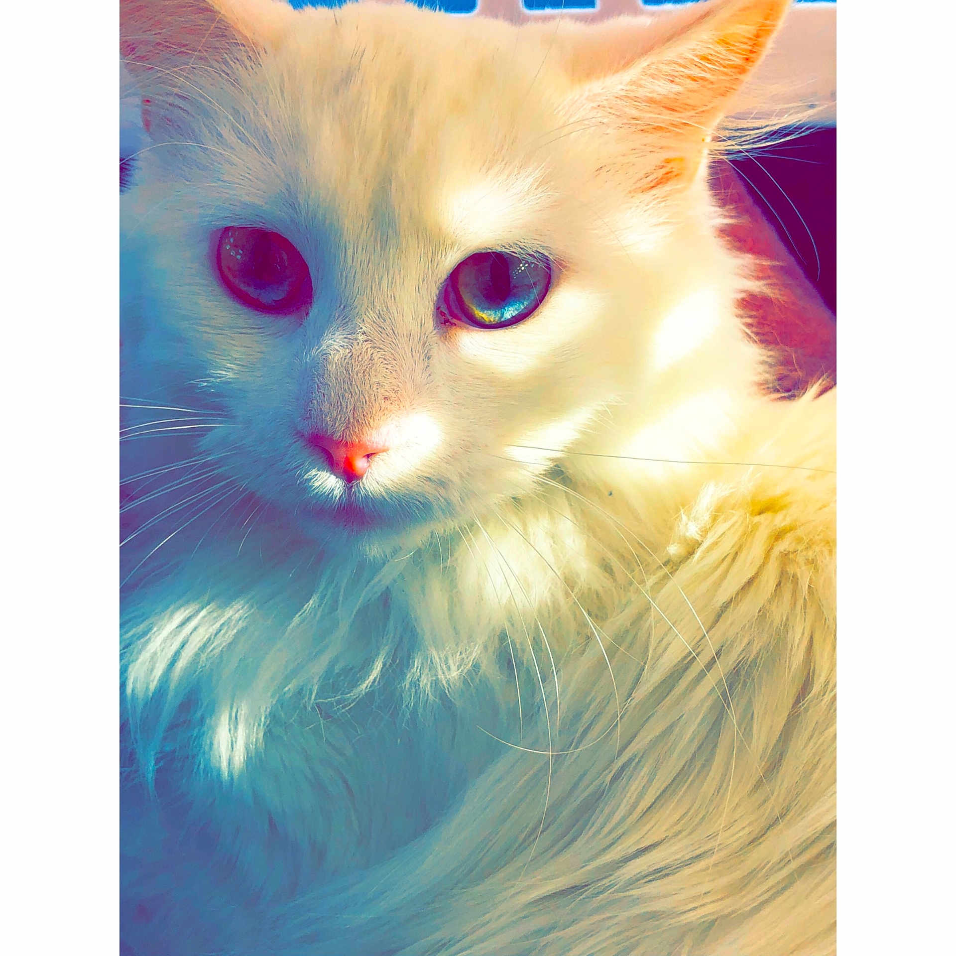 China joined the competition — help win amazing prizes! american_curl, carnivore, cat, eye, felidae, fur, illustration, iris, kitten, norwegian_forest_cat, ojos_azules, persian, ragamuffin, ragdoll, small_to_medium_sized_cats, turkish_angora, turkish_van, whiskers
