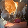 dog, brown_and_white, pet, car_interior, hand, cup, food, treat, happy_meal_box, sunlight, shadow, seat, window, drink_cup, fast_food, animal, licking, closeup, indoor, leisure