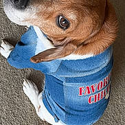 Hulk joined the competition — help win amazing prizes! dog, denim_jacket, clothing, pet, brown_and_white, carpet, looking_up, cute, sitting, indoor, canine, fur, animal, ears, tail, nostrils, eyes, favorite_child, casual, portrait