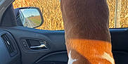 Hulk joined the competition — help win amazing prizes! dog, brown_and_white, car_interior, passenger_seat, window, corn_field, side_mirror, sunlight, daytime, animal, pet, looking_out, road, rural, nature, vehicle, seat, fur, outdoor, agriculture