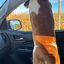 Hulk joined the competition — help win amazing prizes! dog, brown_and_white, car_interior, passenger_seat, window, corn_field, side_mirror, sunlight, daytime, animal, pet, looking_out, road, rural, nature, vehicle, seat, fur, outdoor, agriculture