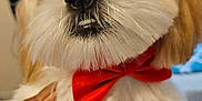 Teddy is registered to the contest to win money with this photo: accessories, affenpinscher, animal, bowtie, canine, cockerspaniel, couch, dog, face, formalwear, head, person, pet, photography, poodle, portrait, puppy, terrier, tie, whitedog