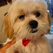 Teddy joined the competition — help win amazing prizes! affenpinscher, animal, bodypart, canine, cockerspaniel, couch, dog, eskimodog, finger, hand, indoors, mouth, papillon, person, pet, poodle, puppy, teeth, terrier, whitedog