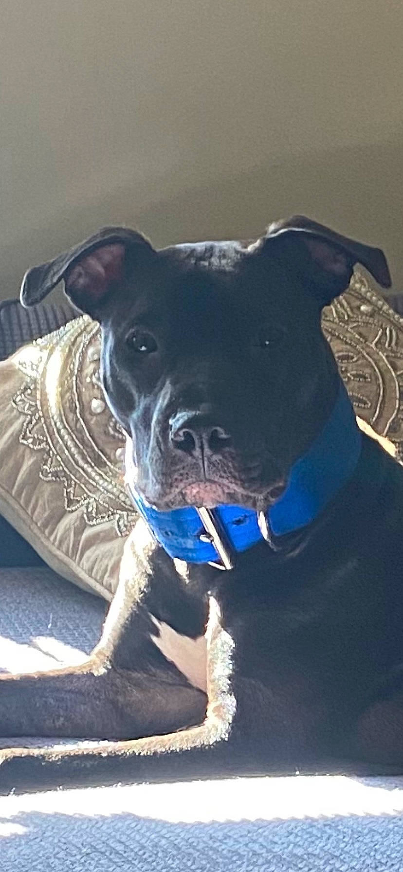 Midnight is registered to the contest to win money with this photo: canidae, carnivore, collar, companion_dog, dog, dog_breed, dog_collar, dog_supply, electric_blue, fashion_accessory, fawn, guard_dog, non_sporting_group, pet_supply, snout, sporting_group, toy_dog, whiskers, working_animal, working_dog