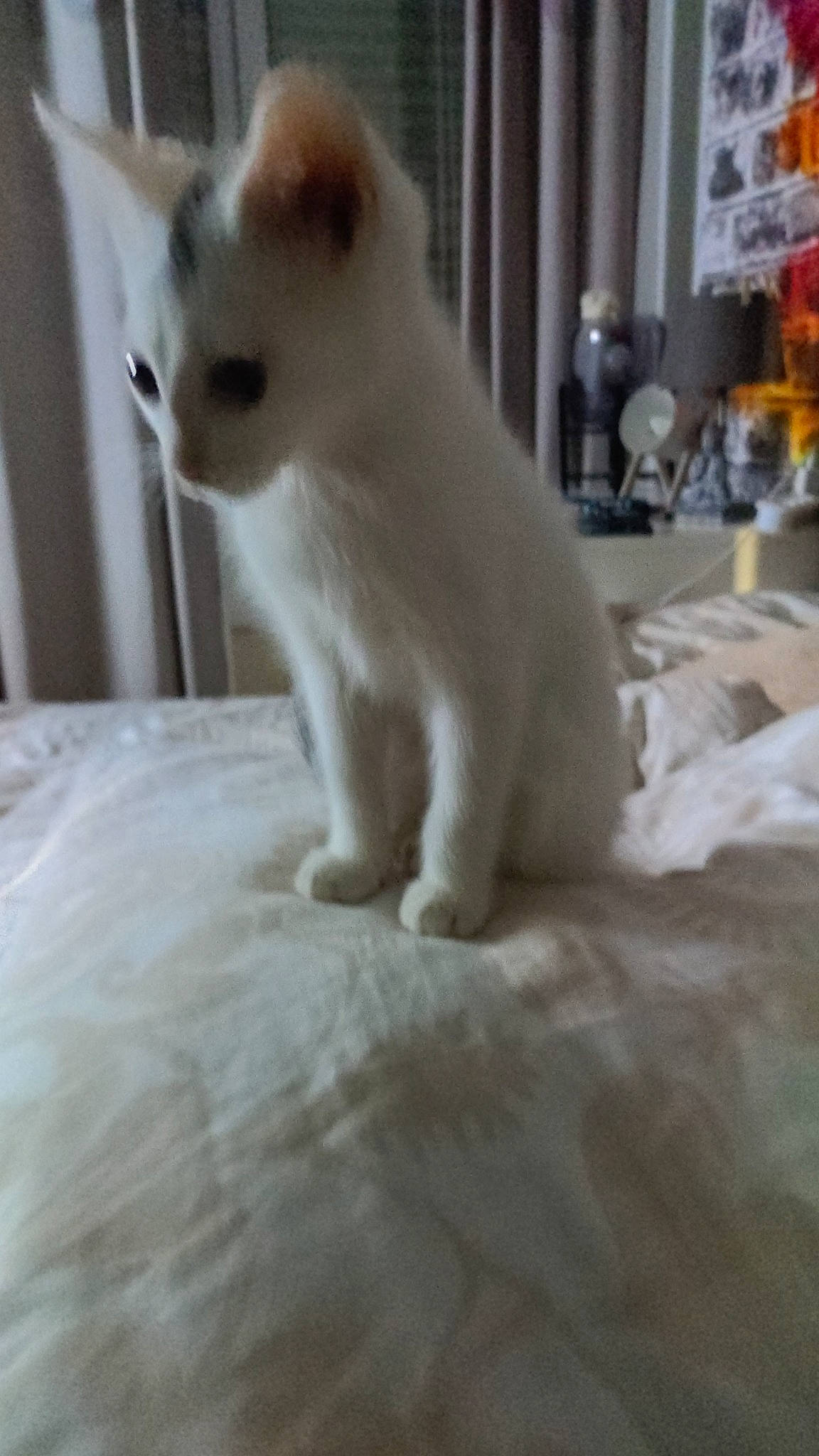 Paul a rejoint le concours — aidez-le/la à gagner de superbes lots ! carnivore, cat, comfort, domestic_short_haired_cat, fawn, felidae, flooring, fur, paw, small_to_medium_sized_cats, tail, terrestrial_animal, whiskers