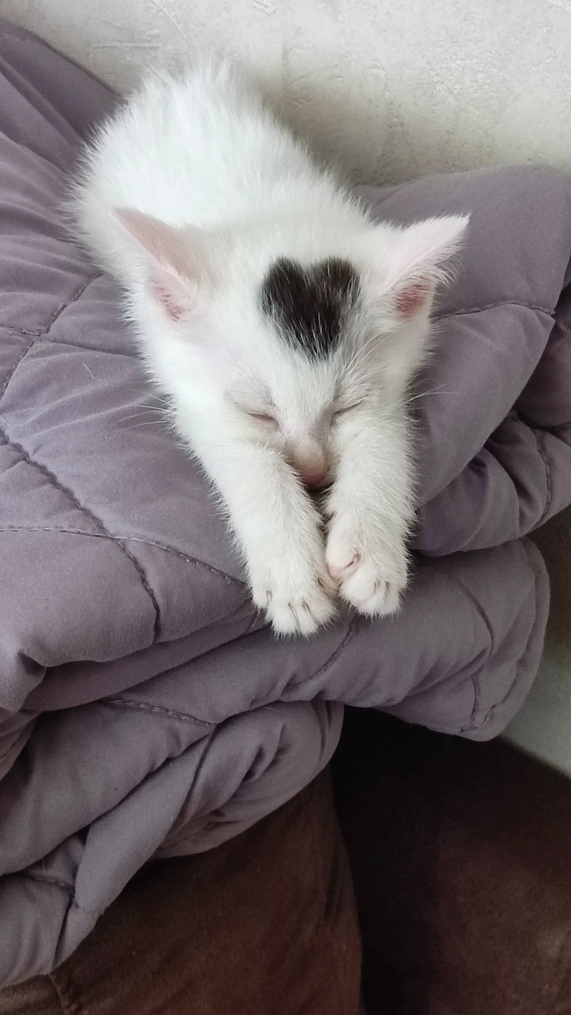 Paul participe au concours pour gagner de l'argent avec cette photo : carnivore, cat, claw, comfort, domestic_short_haired_cat, felidae, foot, fur, gesture, jaw, nail, nap, paw, sleep, small_to_medium_sized_cats, snout, tail, whiskers