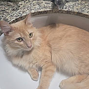 Faya joined the competition — help win amazing prizes! cat, sink, bathroom, granite_countertop, faucet, light_orange_cat, fluffy_cat, domestic_cat, pet, animal, resting, curious, indoor, household, cute, feline, relaxed, close_up, portrait, whiskers