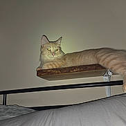 Faya joined the competition — help win amazing prizes! animal, bed, cat, cute, domestic_animal, ears, eyes, feline, fur, indoor, mammal, orange_cat, paw, pet, relaxed, resting, shelf, tail, whiskers, wood