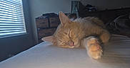 Faya joined the competition — help win amazing prizes! cat, sleeping, bed, paw, orange_cat, indoor, window, blinds, furniture, relaxing, cozy, fur, pet, domestic_animal, resting, soft_light, quiet, home, comfort, cute