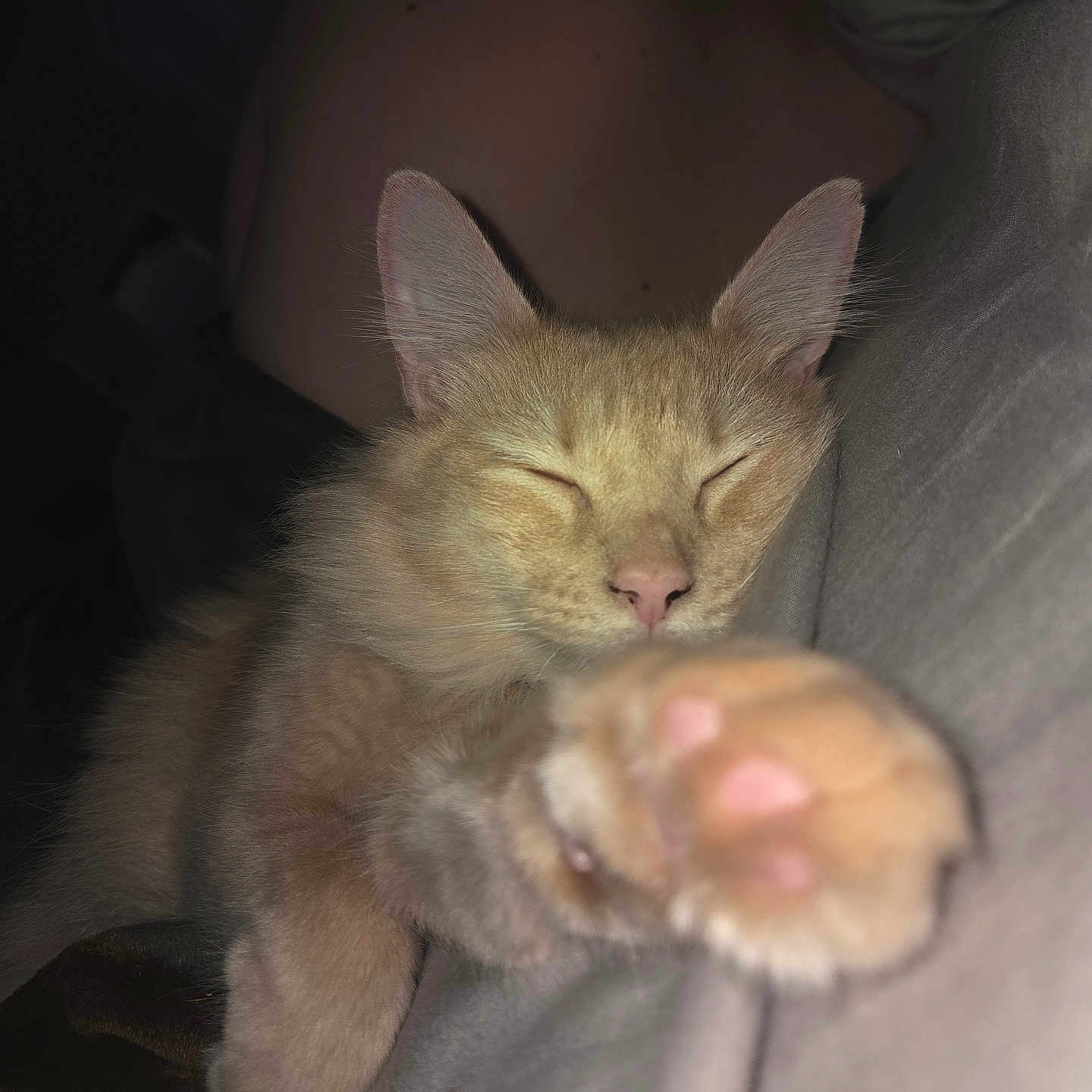 Faya is registered to the contest to win money with this photo: cat, orange_tabby, sleeping, paw, close_up, feline, pet, cozy, cute, resting, indoor, soft_lighting, relaxed, whiskers, ears, fur, pink_nose, nap, animal, companion