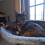 Mystique is registered to the contest to win money with this photo: animal, carpet, cat, cat_tree, cozy, domestic, ears, feline, fur, hammock, home, indoor, paw, pet, relaxed, resting, sunlight, tortoiseshell, whiskers, window