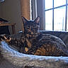 animal, carpet, cat, cat_tree, cozy, domestic, ears, feline, fur, hammock, home, indoor, paw, pet, relaxed, resting, sunlight, tortoiseshell, whiskers, window