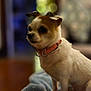 adorable, alert, animal, blurry_background, closeup, collar, companionship, cute, cute_pet, dog, domestic_animal, fur, furry, indoor, mammal, pet, portrait, sitting, small_dog, soft_light