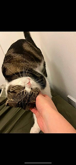 Kimmy is registered to the contest to win money with this photo: carnivore, cat, claw, comfort, domestic_short_haired_cat, eye, felidae, foot, fur, gesture, human_leg, nail, nap, paw, sleep, small_to_medium_sized_cats, snout, tail, terrestrial_animal, whiskers