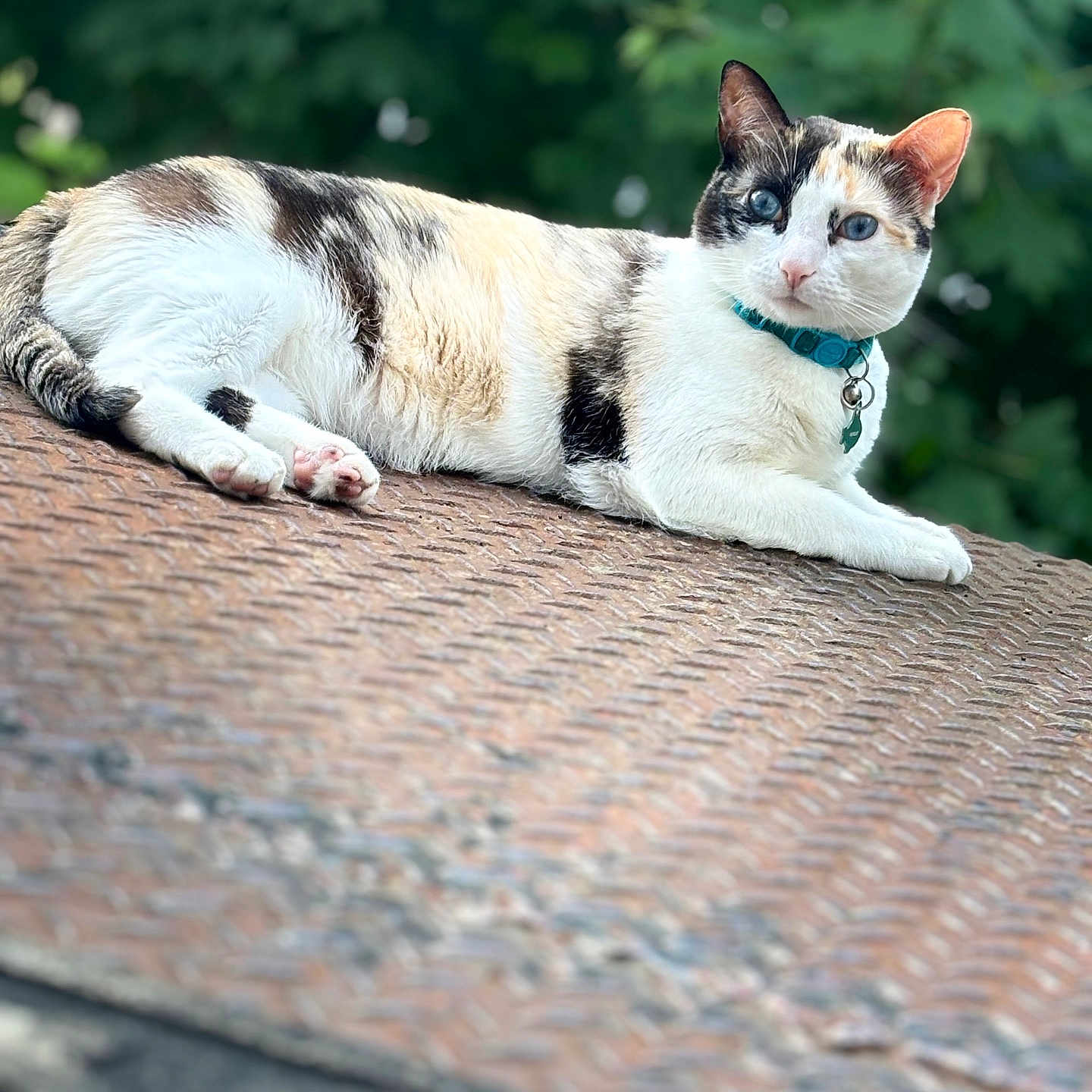 Pebbles joined the competition — help win amazing prizes! animal, calico_cat, cat, closeup, collar, cute, daylight, ears, feline, fur, greenery, leafy_background, metal_surface, nature, outdoor, paws, pet, relaxed, resting, whiskers
