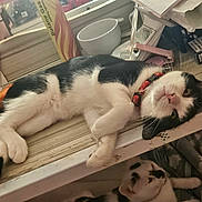 Figaro joined the competition — help win amazing prizes! cat, black_and_white, lying_down, table, collar, cup, papers, butane_gas_canister, indoor, relaxed, feline, pet, whiskers, face, paw, fur, resting, clutter, household, domestic