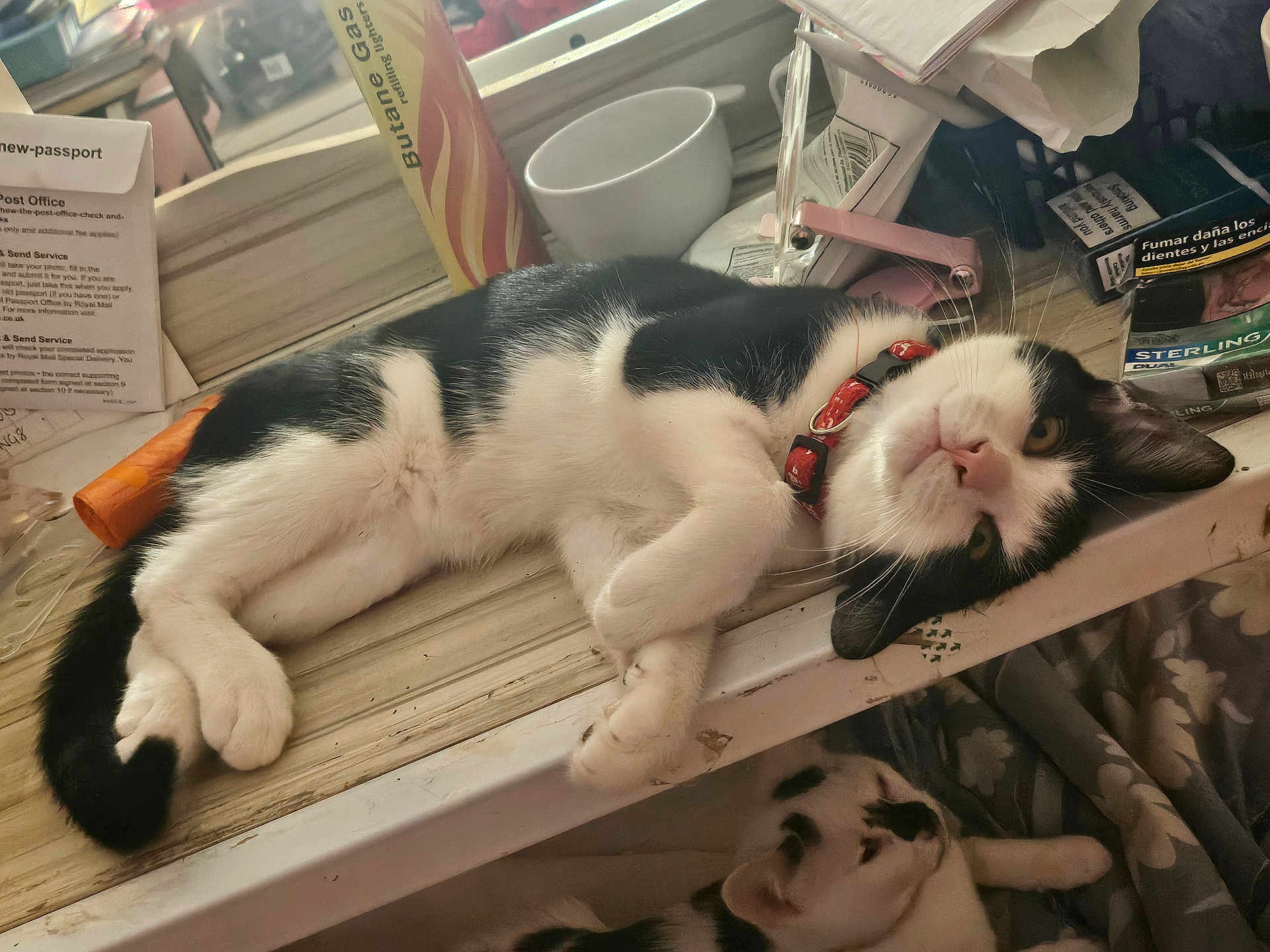 Figaro joined the competition — help win amazing prizes! cat, black_and_white, lying_down, table, collar, cup, papers, butane_gas_canister, indoor, relaxed, feline, pet, whiskers, face, paw, fur, resting, clutter, household, domestic