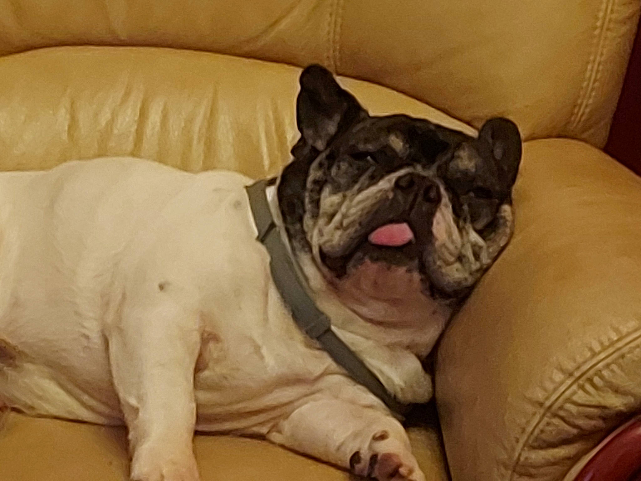 Lotus participe au concours pour gagner de l'argent avec cette photo : bulldog, canidae, carnivore, comfort, companion_dog, dog, dog_breed, fawn, felidae, french_bulldog, molosser, nap, snout, sporting_group, terrestrial_animal, toy_dog, whiskers, white_english_bulldog, working_animal, wrinkle