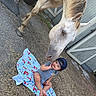 baby, child, horse, animal, outdoor, blanket, cap, grass, barn, friendly, cute, smiling, nature, pet, young, person, mammal, daylight, farm, happy