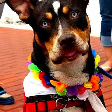 Chevy is registered to the contest to win money with this photo: