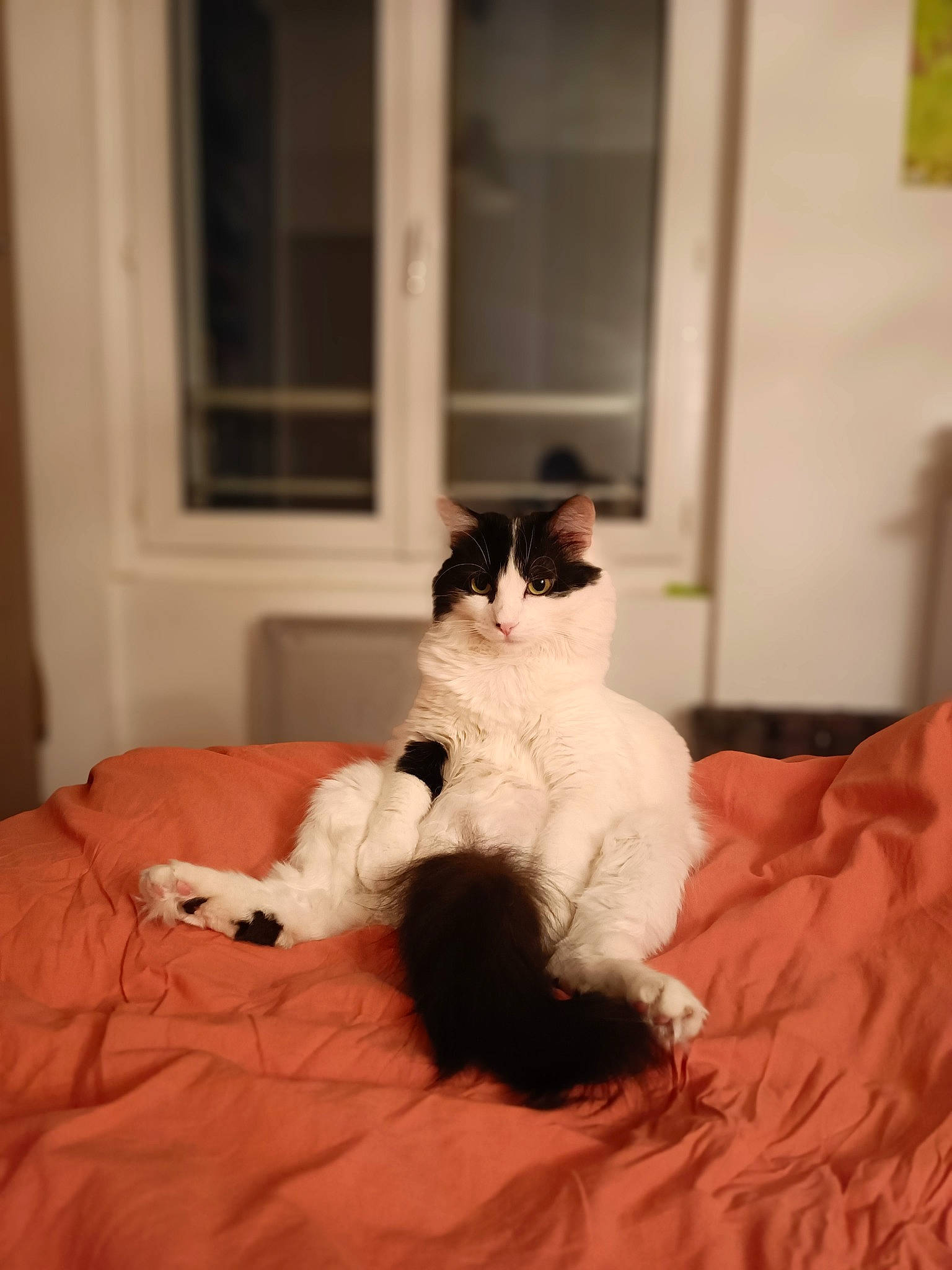 Chance a rejoint le concours — aidez-le/la à gagner de superbes lots ! carnivore, cat, comfort, companion_dog, door, fawn, felidae, flooring, fur, hardwood, linens, room, sleeve, small_to_medium_sized_cats, snout, tail, textile, whiskers, window, wood