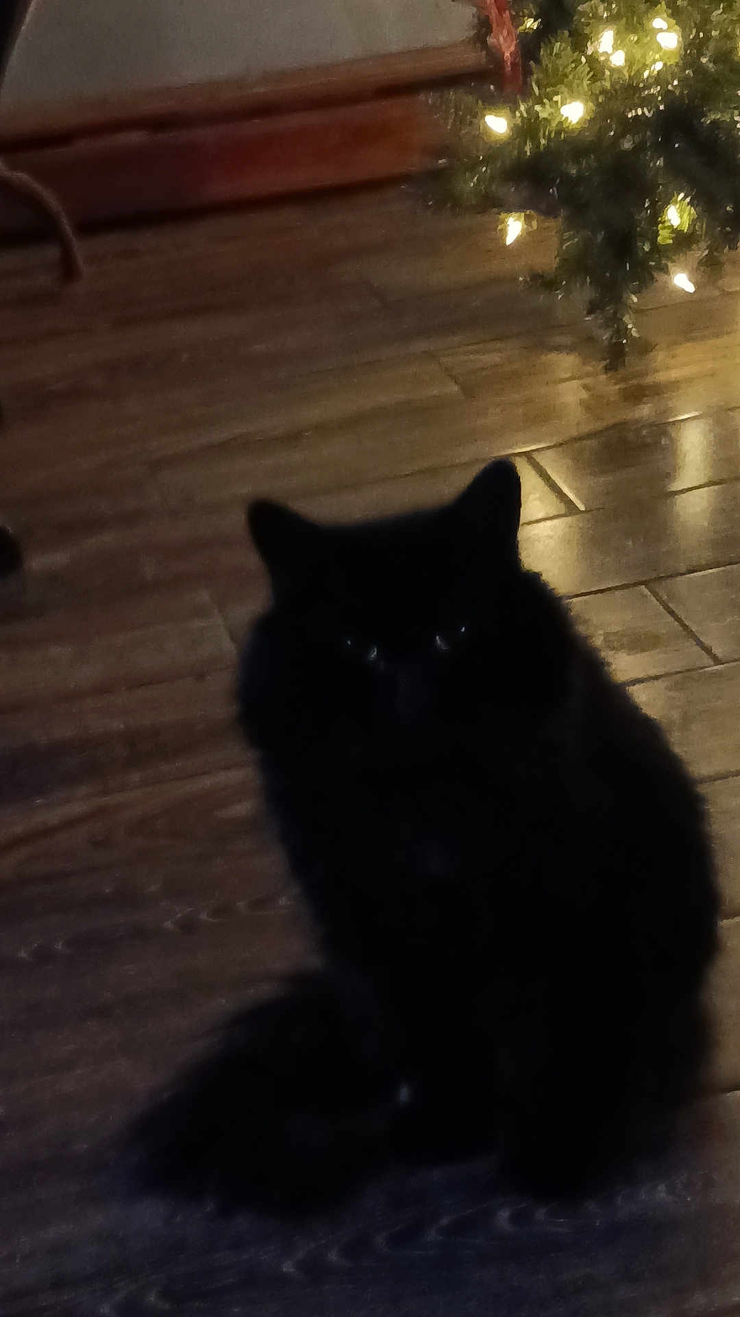 Elvis joined the competition — help win amazing prizes! cat, black_cat, animal, pet, floor, wood_floor, indoor, christmas_tree, lights, holiday, dark, shadow, furry, sitting, quiet, cozy, home, decor, night, festive