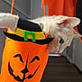 cat, orange, halloween, felt, bag, jack_o_lantern, witch_hat, string, curious, pet, indoor, hallway, animal, cute, light, shadow, decor, costume, playful, cream_colored