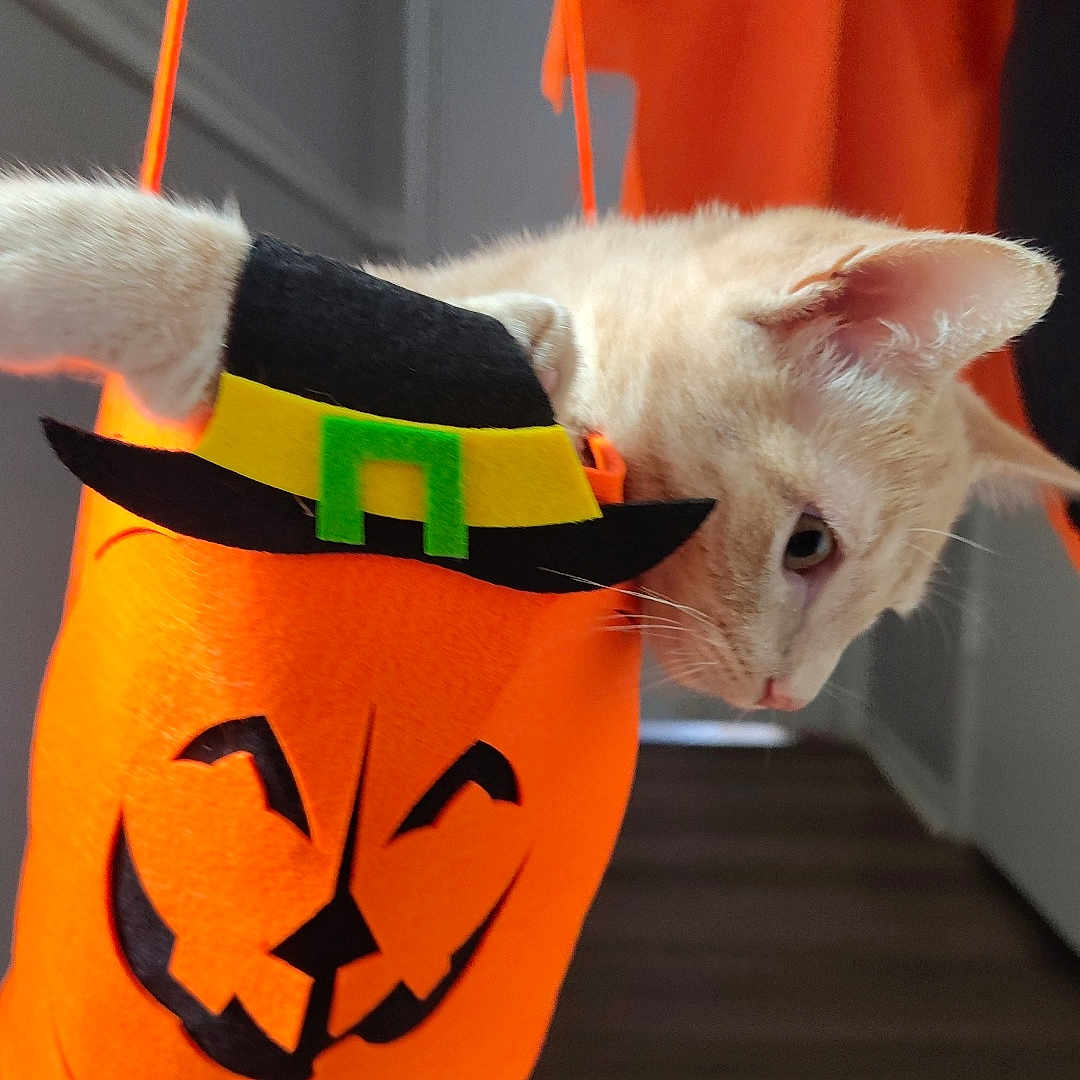 Milo is registered to the contest to win money with this photo: animal, bag, cat, costume, cream_colored, curious, cute, decor, felt, halloween, hallway, indoor, jack_o_lantern, light, orange, pet, playful, shadow, string, witch_hat