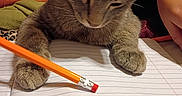Luke is registered to the contest to win money with this photo: animal, blanket, cat, closeup, cozy, furry, gray_cat, handwriting, indoor, kitten, notebook, paper, paws, pencil, pet, school_supplies, sitting, sleepy, tabby, whiskers