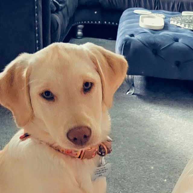 Bella joined the competition — help win amazing prizes! animal, architecture, building, canine, couch, cushion, dog, face, furniture, head, homedecor, indoors, labradorretriever, livingroom, person, pet, photography, portrait, puppy, room