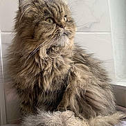 Pismou a rejoint le concours — aidez-le/la à gagner de superbes lots ! animal, cat, closeup, cozy, curled_tail, domestic, ears, feline, fluffy, fur, indoor, long_hair, looking_away, muzzle, pet, portrait, sitting, soft_light, whiskers, window