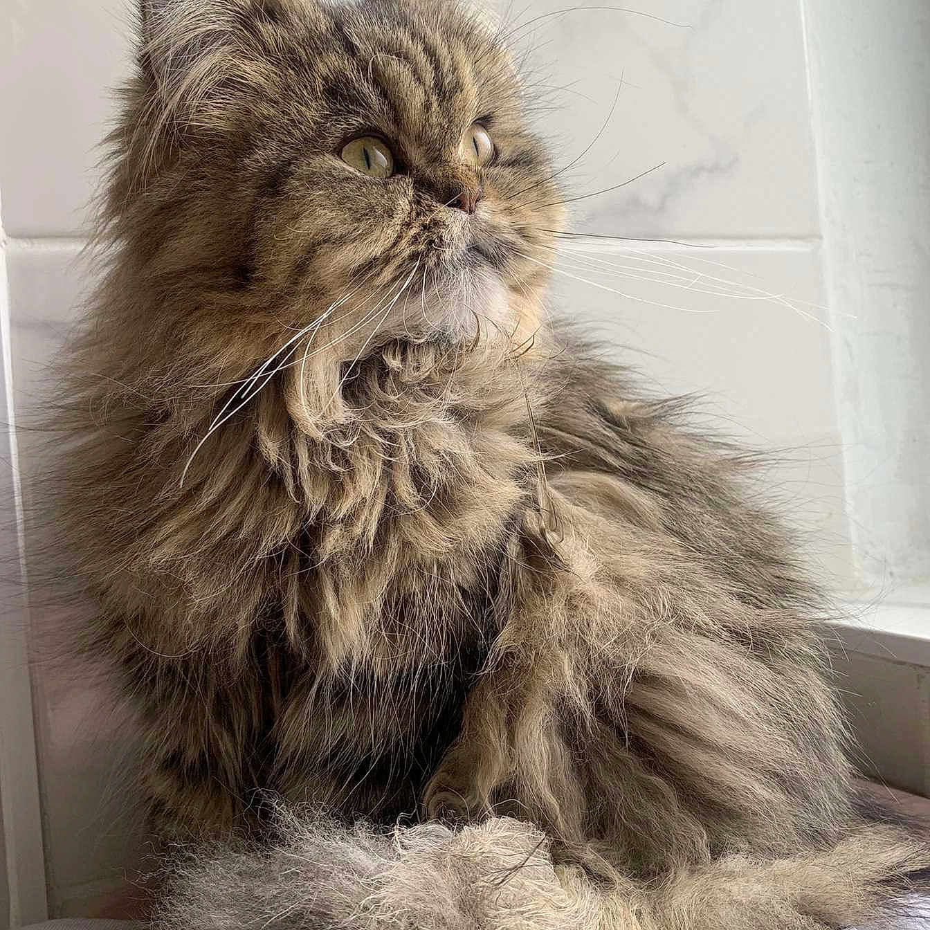 Pismou a rejoint le concours — aidez-le/la à gagner de superbes lots ! animal, cat, closeup, cozy, curled_tail, domestic, ears, feline, fluffy, fur, indoor, long_hair, looking_away, muzzle, pet, portrait, sitting, soft_light, whiskers, window