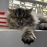 Pismou a rejoint le concours — aidez-le/la à gagner de superbes lots ! building, cat, closeup, cup, daylight, feline, fluffy, fur, indoor, paw, pet, relaxed, sleepy, stretching, striped, tongue, urban, window, windowsill, yawning