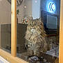 animal, cat, container, cozy, curious, decor, feline, fluffy, fur, glass, indoor, looking, modern, pet, plant, reflection, table, wide_eyes, window, wood_frame