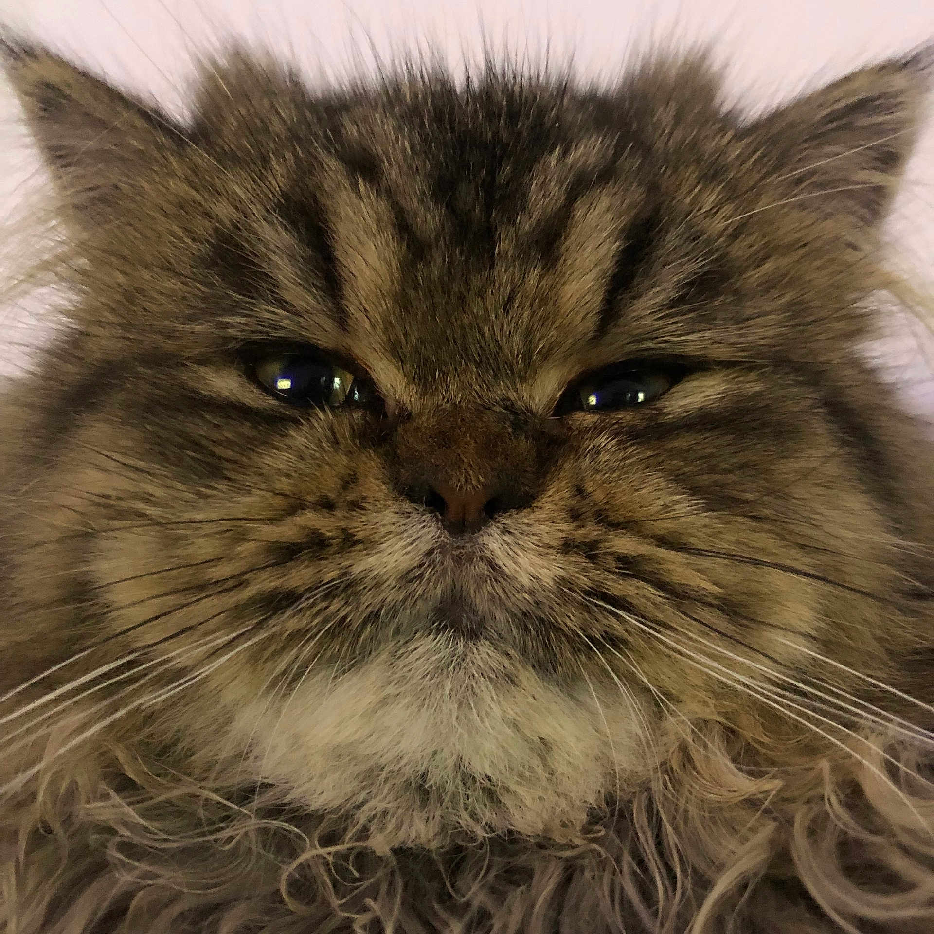 Pismou a rejoint le concours — aidez-le/la à gagner de superbes lots ! animal, cat, close_up, cute, expression, eyes, face, feline, fluffy, fur, indoor, long_hair, mammal, mustache, nose, pet, portrait, tabby, whisker, whiskers