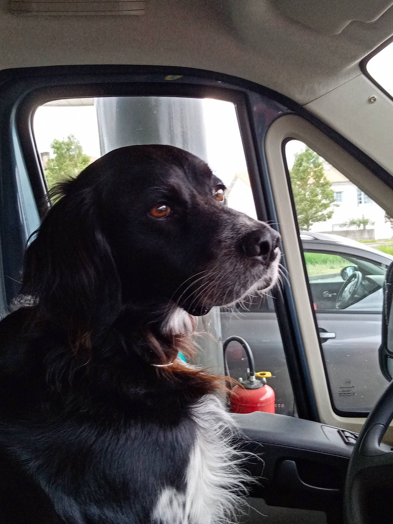 Neptune participe au concours pour gagner de l'argent avec cette photo : auto_part, automotive_exterior, automotive_mirror, canidae, car, carnivore, companion_dog, dog, dog_breed, dog_collar, family_car, fur, gun_dog, snout, sporting_group, vehicle, vehicle_door, whiskers, white, window