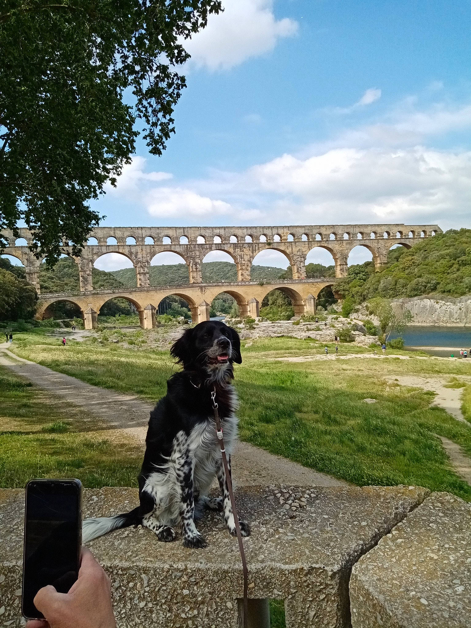 Neptune a rejoint le concours — aidez-le/la à gagner de superbes lots ! aqueduct, arch, arch_bridge, canidae, carnivore, cloud, companion_dog, dog, dog_breed, garden, grass, landscape, leisure, plant, shrub, sky, sporting_group, tourism, tree, water