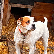 Max joined the competition — help win amazing prizes! dog, white_dog, brown_patch, chain, wooden_platform, straw, doghouse, outdoor, alert, pet, canine, animal, fence, collar, guard_dog, rural, farm, standing, looking_away, ears
