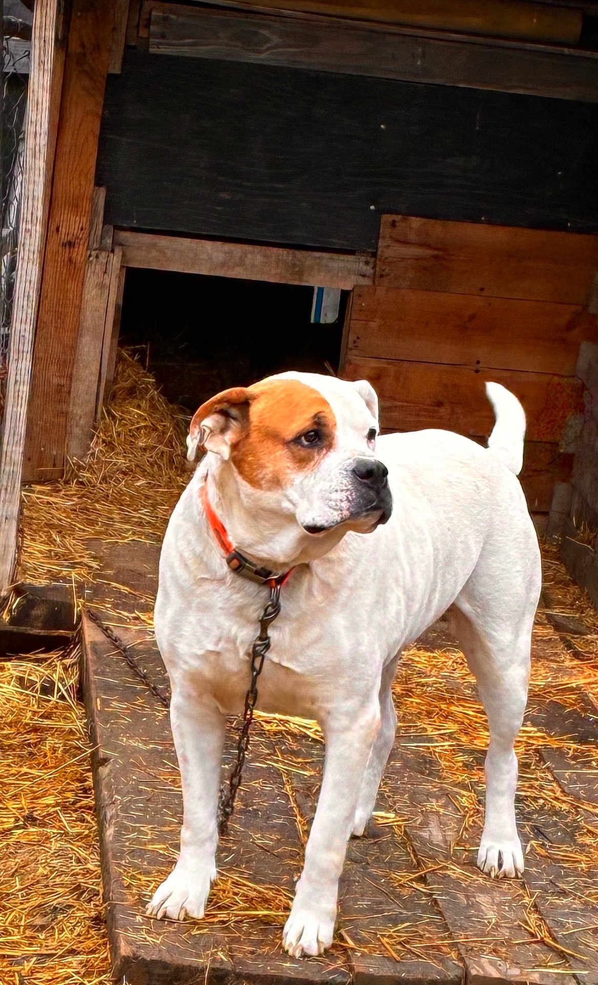 Max joined the competition — help win amazing prizes! dog, white_dog, brown_patch, chain, wooden_platform, straw, doghouse, outdoor, alert, pet, canine, animal, fence, collar, guard_dog, rural, farm, standing, looking_away, ears