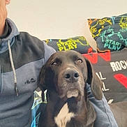 Stella participe au concours pour gagner de l'argent avec cette photo : dog, person, hoodie, black_dog, white_patch, indoor, couch, pillow, text_on_pillow, gaming_theme, casual, home, seated, pet, companion, relaxed, portrait, human, animal, friendship