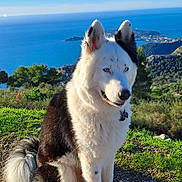 Tarak a rejoint le concours — aidez-le/la à gagner de superbes lots ! black_and_white, blue_eyes, canine, collar, daylight, dog, fur, grass, hiking, landscape, nature, ocean, outdoor, pet, rocks, scenic, sitting, sky, tail, trees