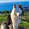 black_and_white, blue_eyes, canine, collar, daylight, dog, fur, grass, hiking, landscape, nature, ocean, outdoor, pet, rocks, scenic, sitting, sky, tail, trees
