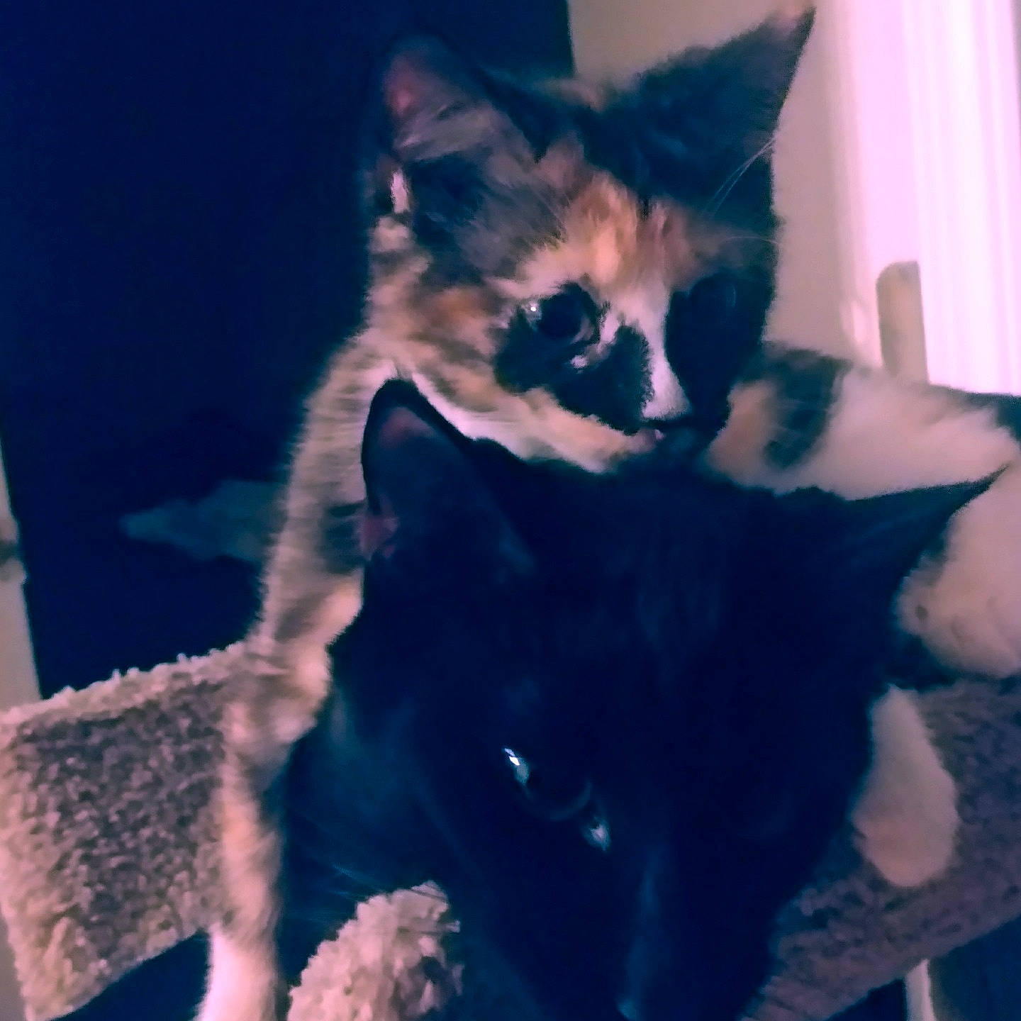 Harlequinn joined the competition — help win amazing prizes! black, black_and_white, black_cat, carnivore, cat, cloud, ear, eye, felidae, fur, iris, kitten, neck, night, polydactyl_cat, skin, sky, small_to_medium_sized_cats, tail, whiskers