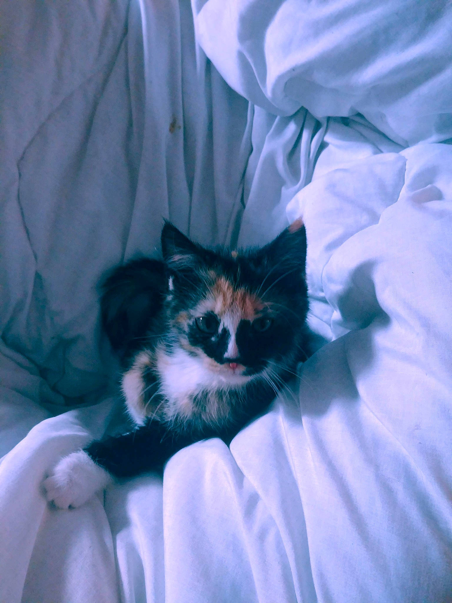 Harlequinn is registered to the contest to win money with this photo: carnivore, cat, ear, eye, felidae, fur, kitten, norwegian_forest_cat, small_to_medium_sized_cats, snout, textile, whiskers